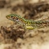 Jesterka travni - Podarcis tauricus - Balkan wall lizard 7881